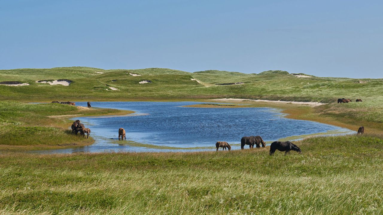 Wildpferde auf Sable Island, Wildtiere in Kanada