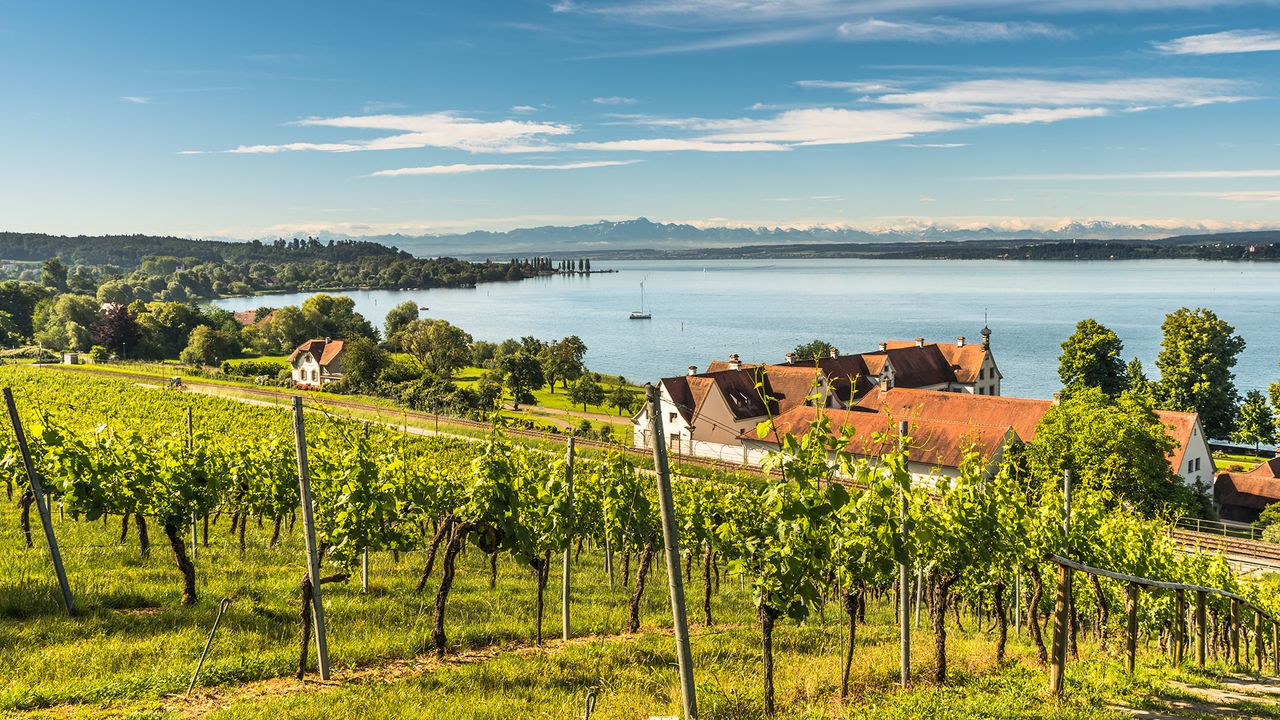 Weinberge und Blick auf den Bodensee