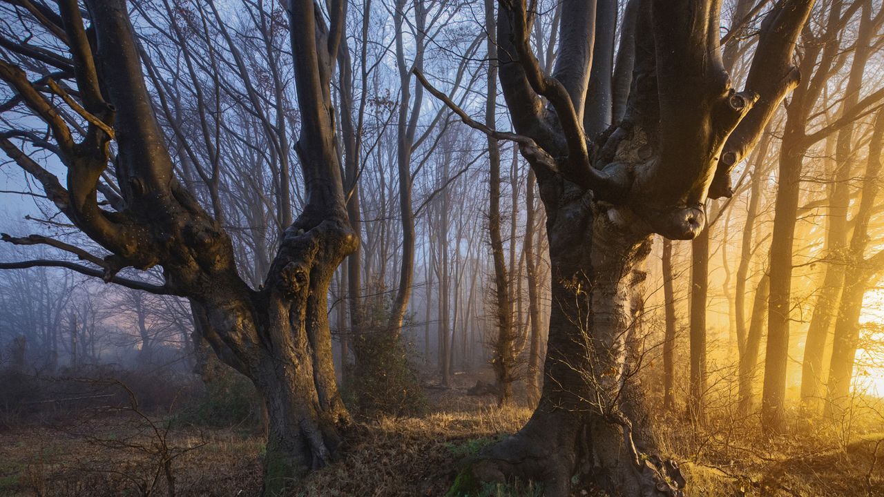 Buchen im Licht, Naturfoto von Kilian Schönberger