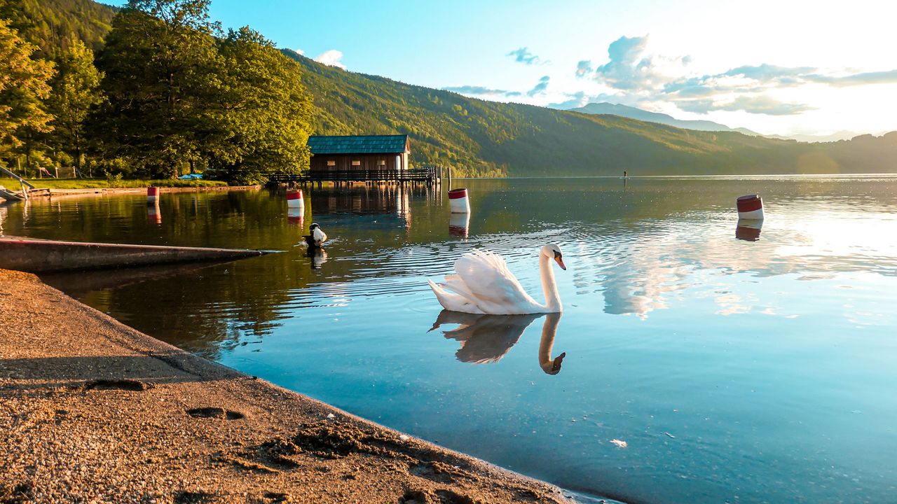 Schwan auf dem Wörthersee, Südösterreich
