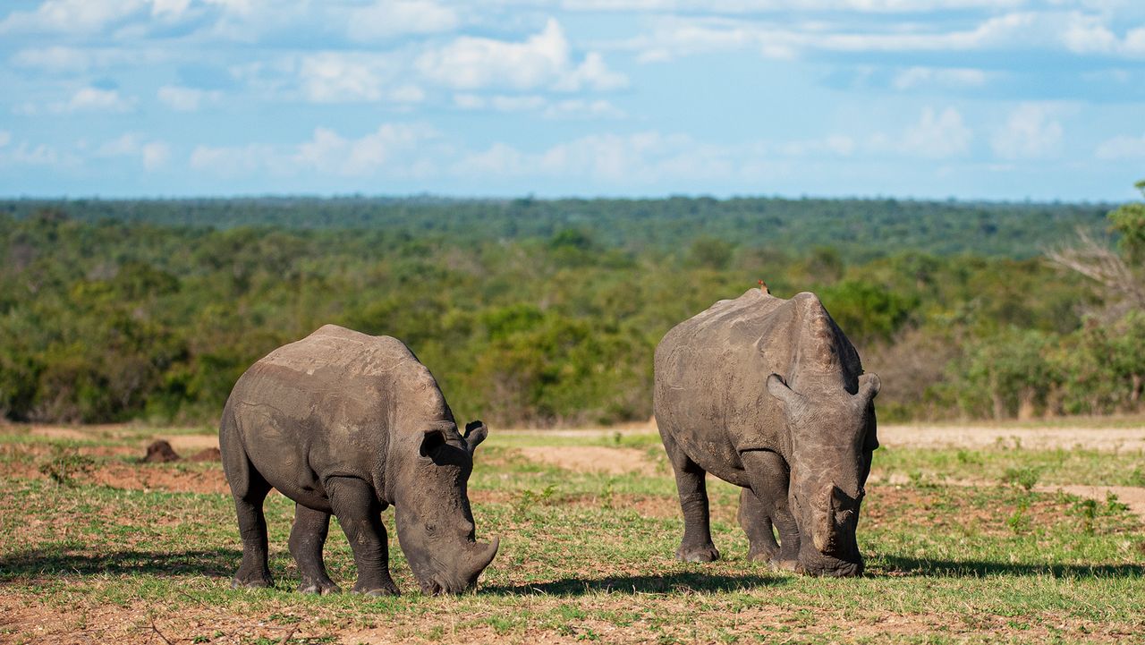 Nashörner im Matobo National Park, Simbabwe
