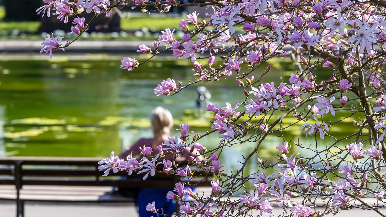 Magnolienblüte in der Wilhelma Stuttgart