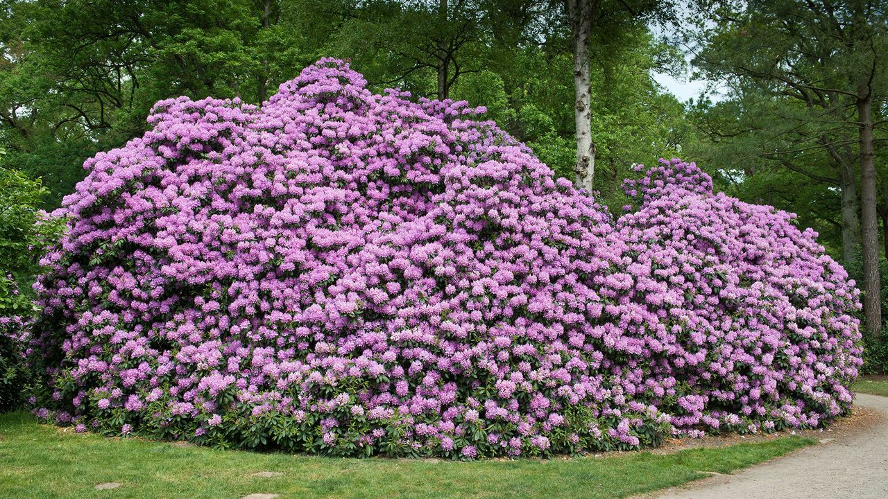 Rhododendronpark Bremen, Blütezeit