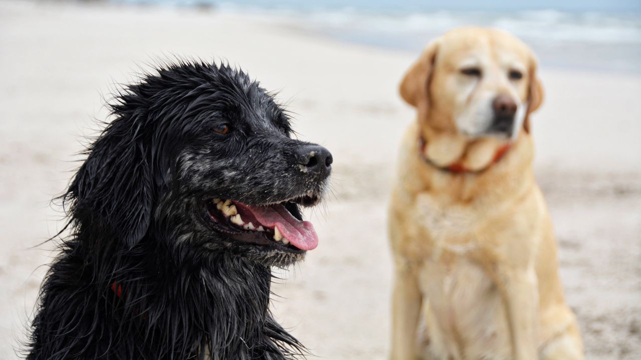 hund-urlaub-strand