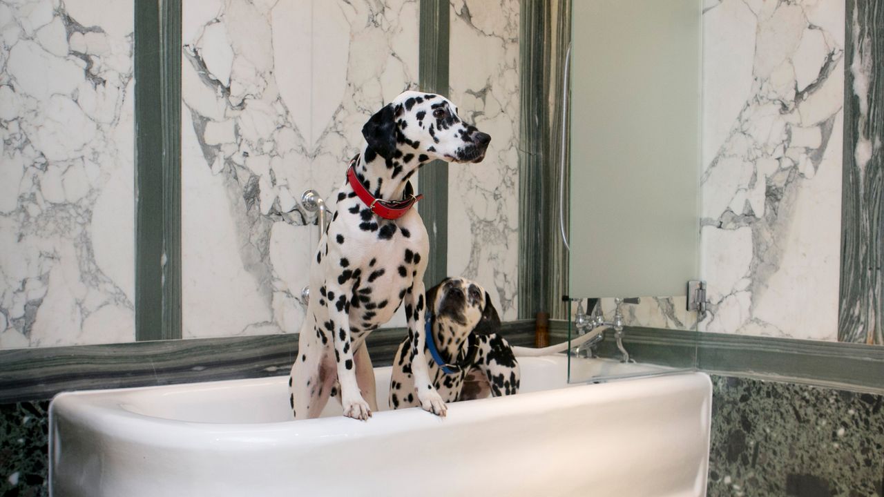 Hunde im Sheraton Grand London Park Lane, Großbritannien