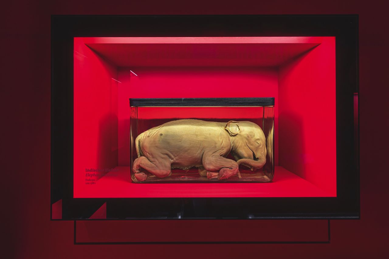 Indischer Elefant-Embryo