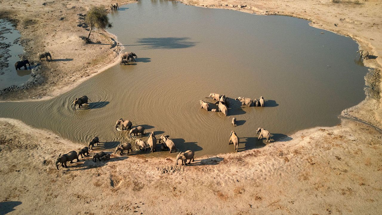 Elefanten an einem Wasserloch im Hwange-Nationalpark