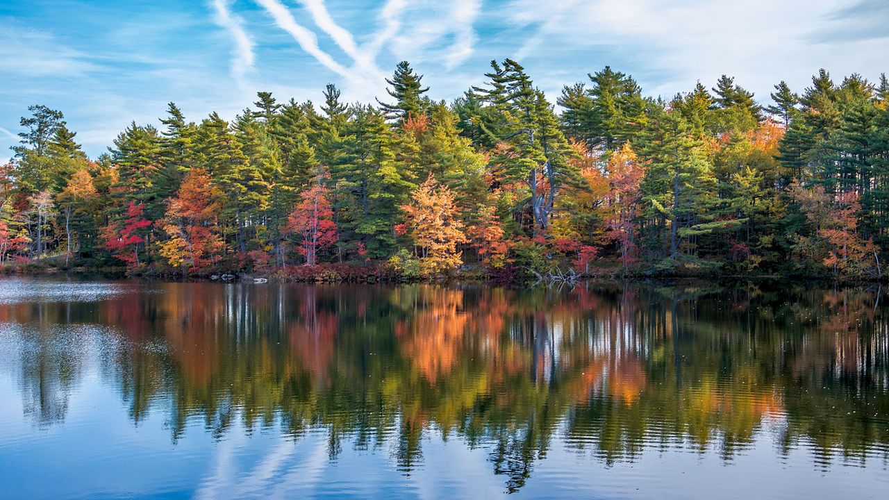 Indian Summer in Nova Scotia, Herbstwald
