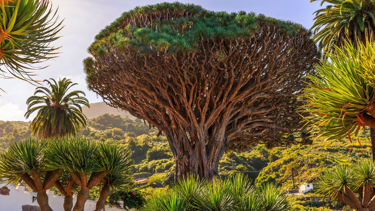 Drachenbaum auf der Kanarischen Insel Teneriffa