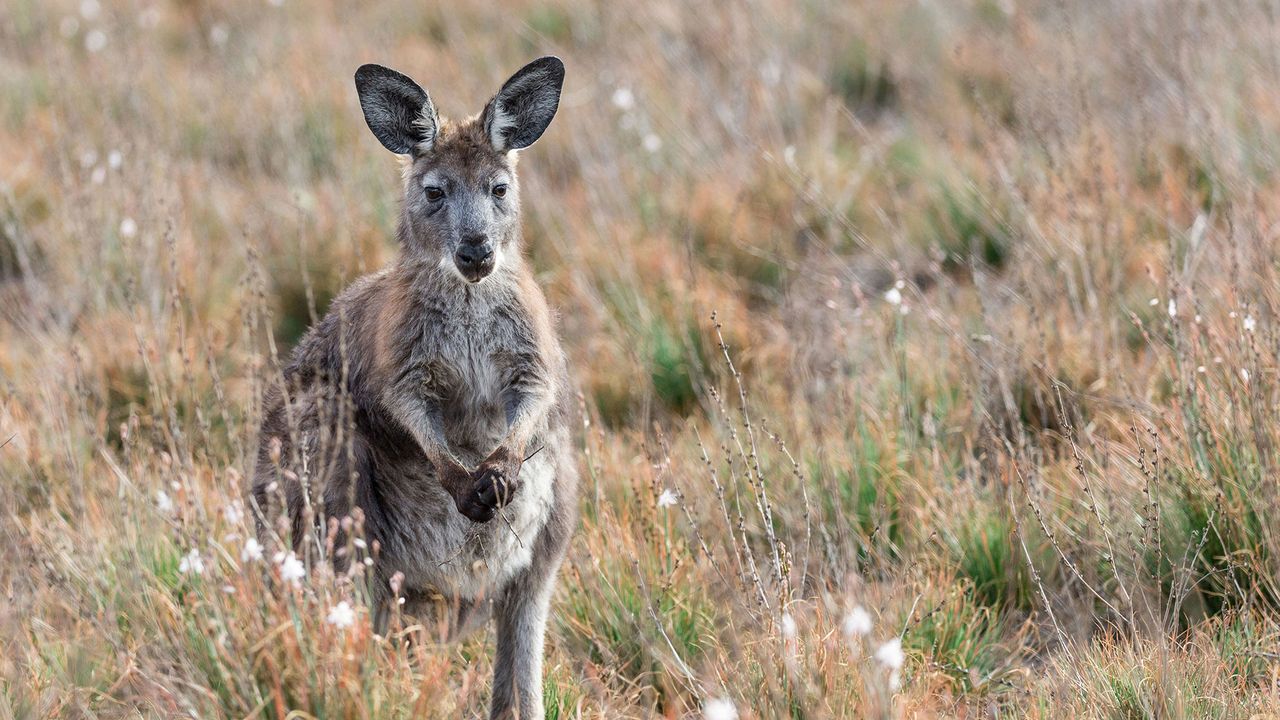 Känguru in Südaustralien