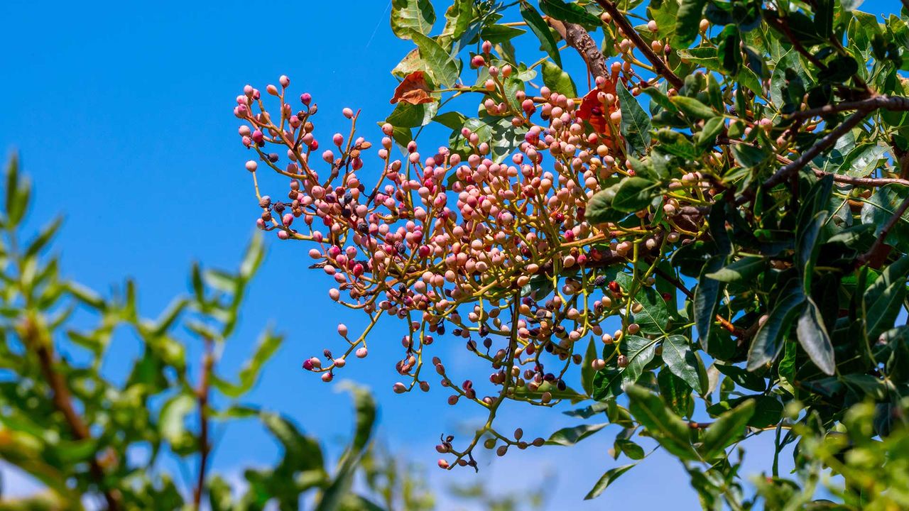 Pistazienbaum in Bronte (Sizilien), Nahaufnahme