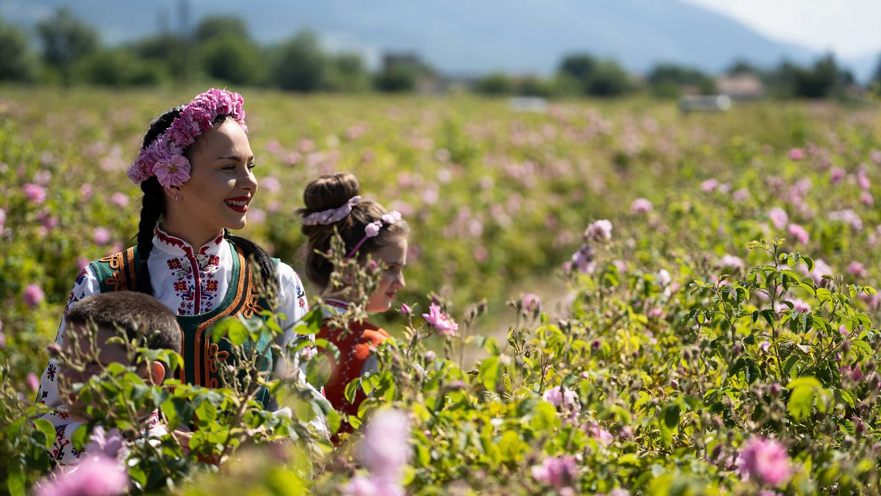 Feld mit Damaszener-Rosen und Frau mit Kindern, Kazanlak