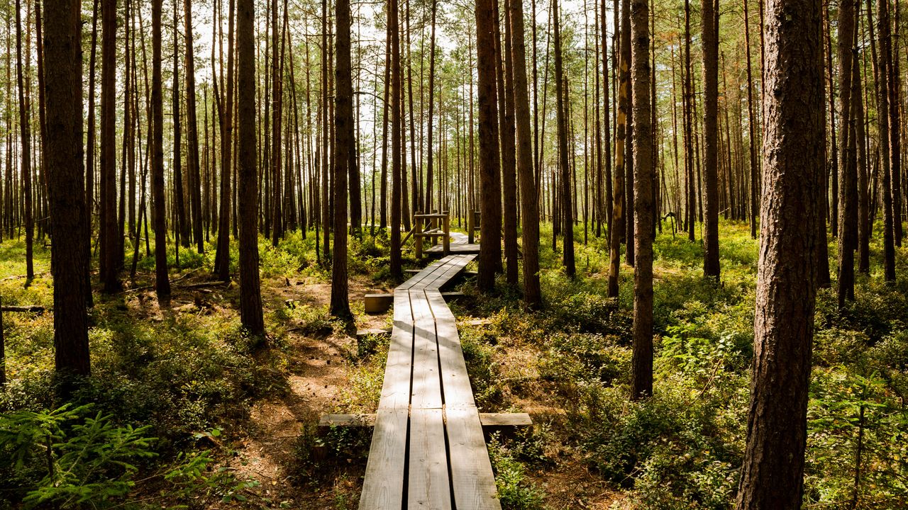 Wald und Holzpfad im Nationalpark Ķemeri, Lettland