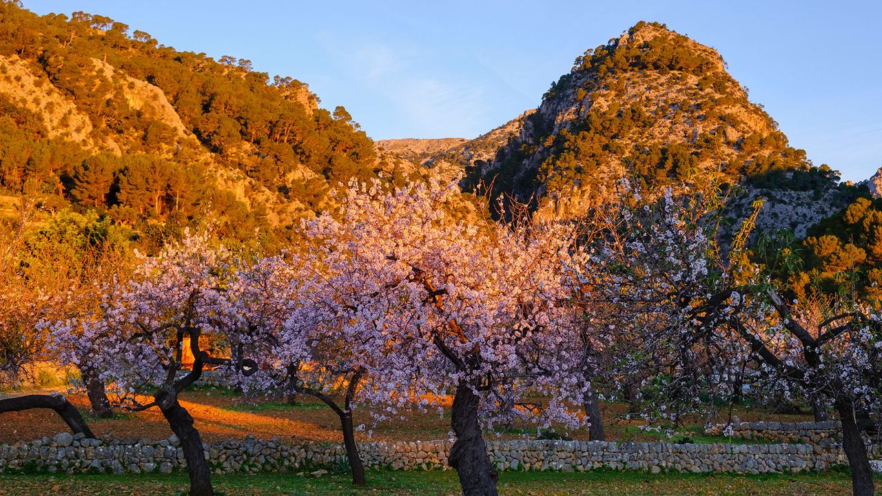 Mandelbäume blühen bei Sonnenuntergang auf Mallorca