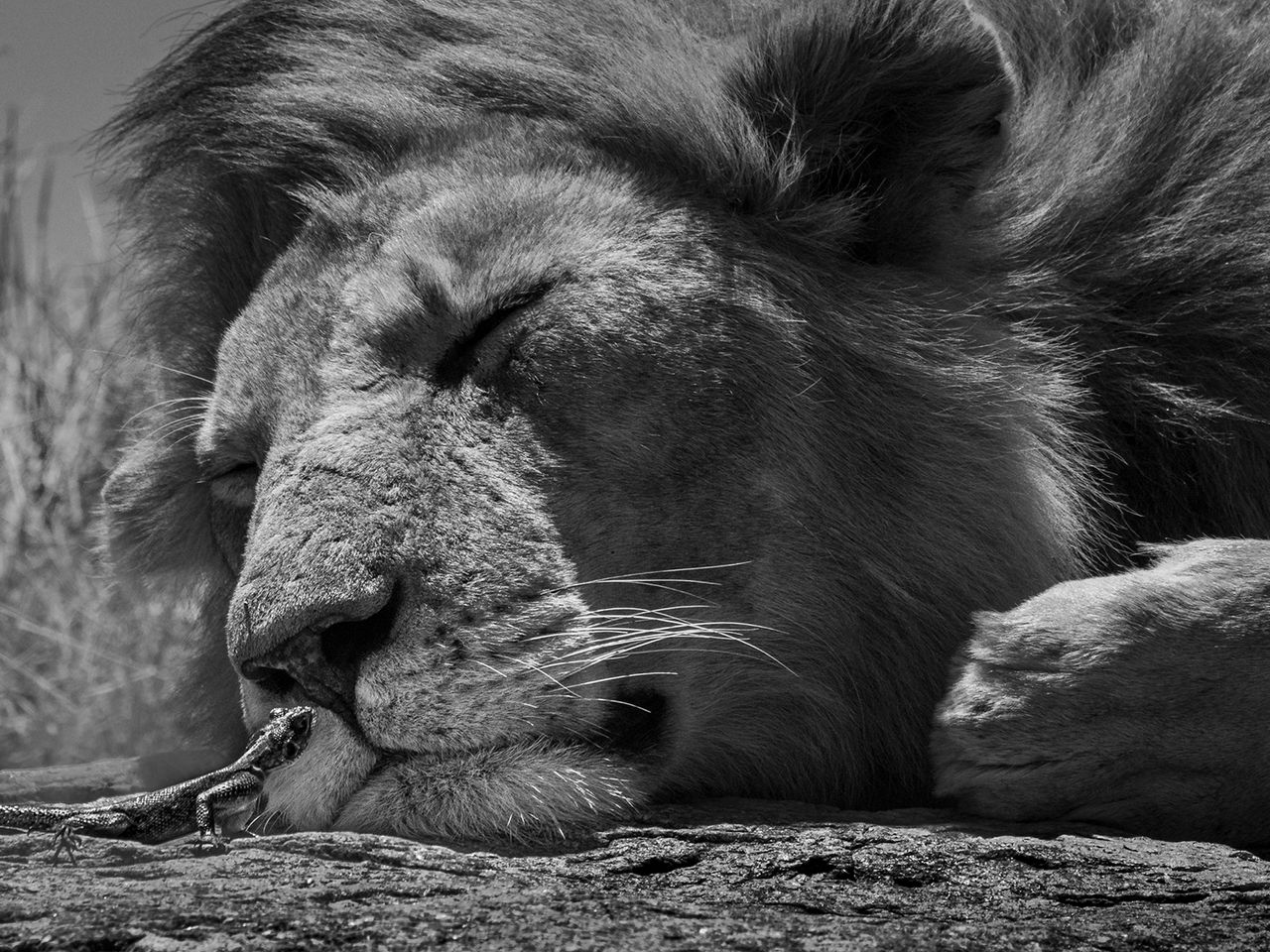 „She who dares“ von Jules Oldroy