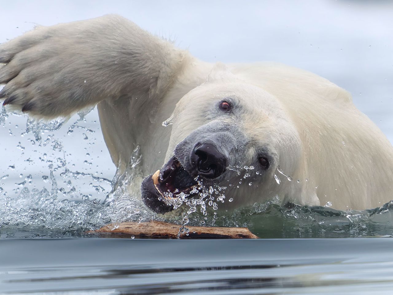 „Polar Retriever“ von Tom Nickels