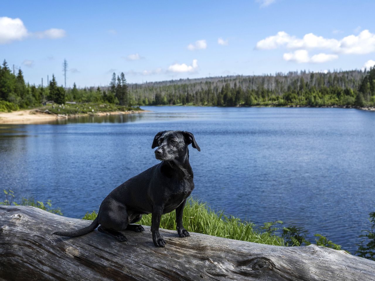 Hund beim Urlaub im Harz