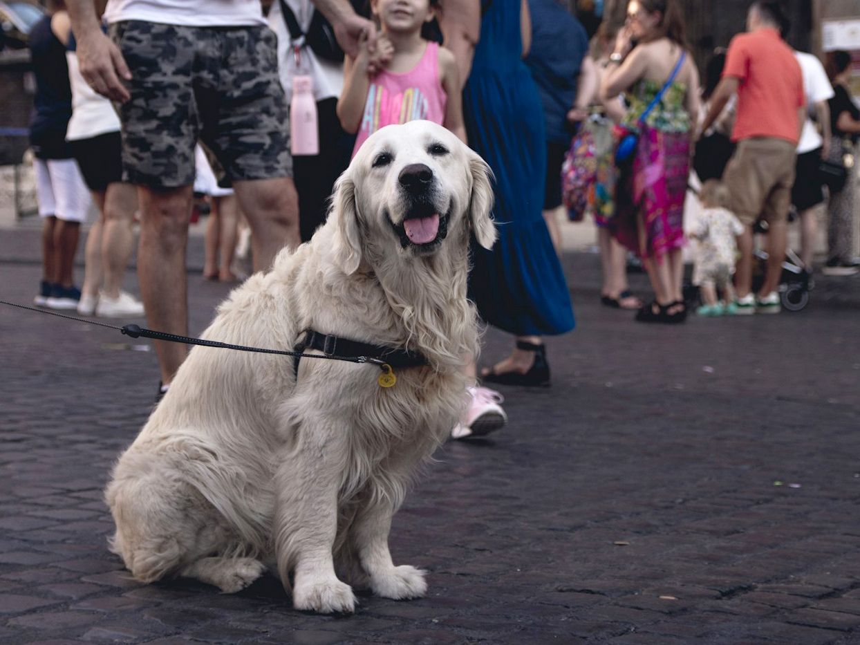 Hund in Rom, Italien