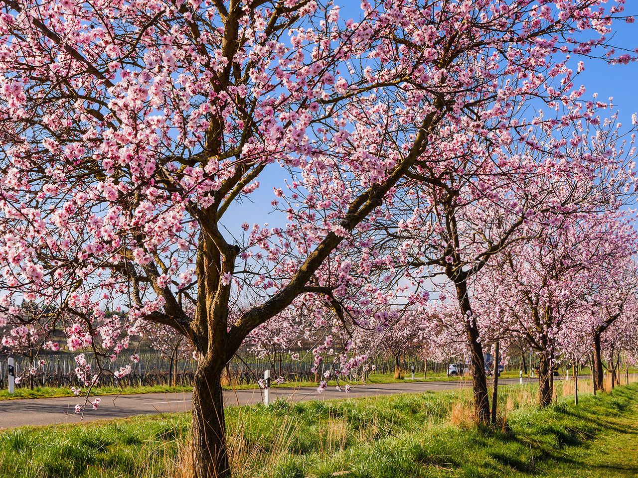 Mandelblüte in der Pfalz, Gimmeldingen
