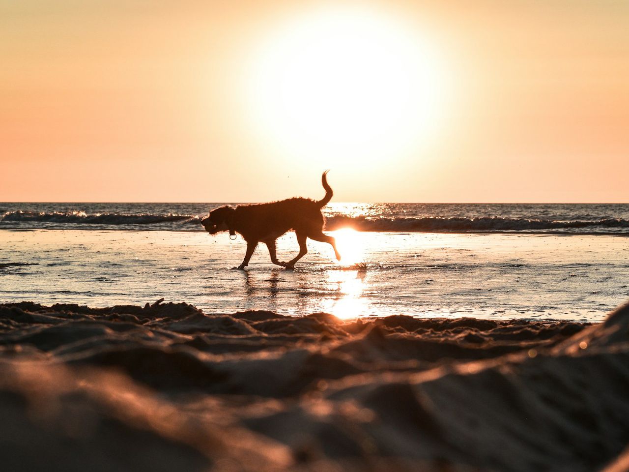 Hund am Strand von Langevelderslag, Niederlande