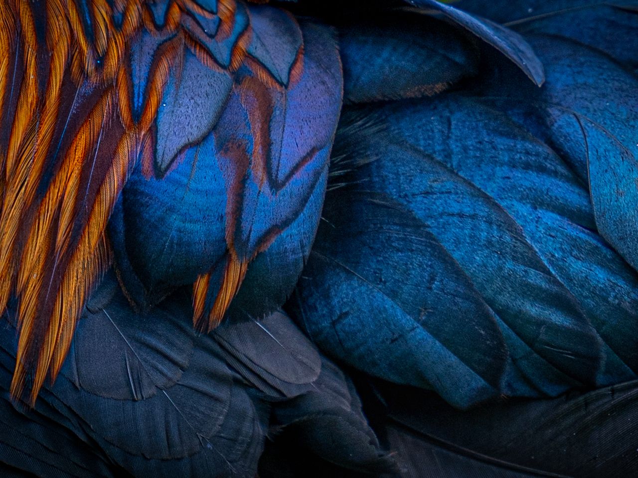 „Feathers“ von Pandula Bandara