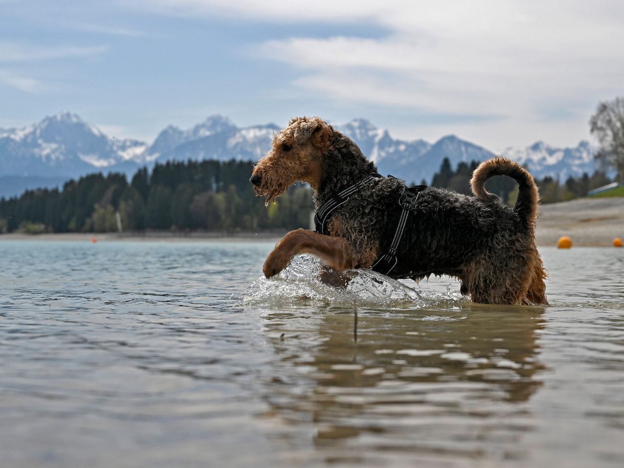 Hund am Forggensee, Allgäu