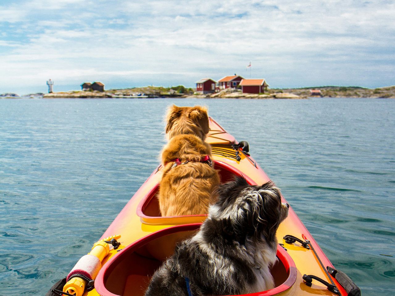 Hunde im Boot, Schweden