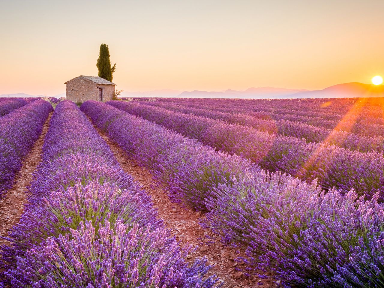 Ein Lavendelfeld bei Valensole, Provence