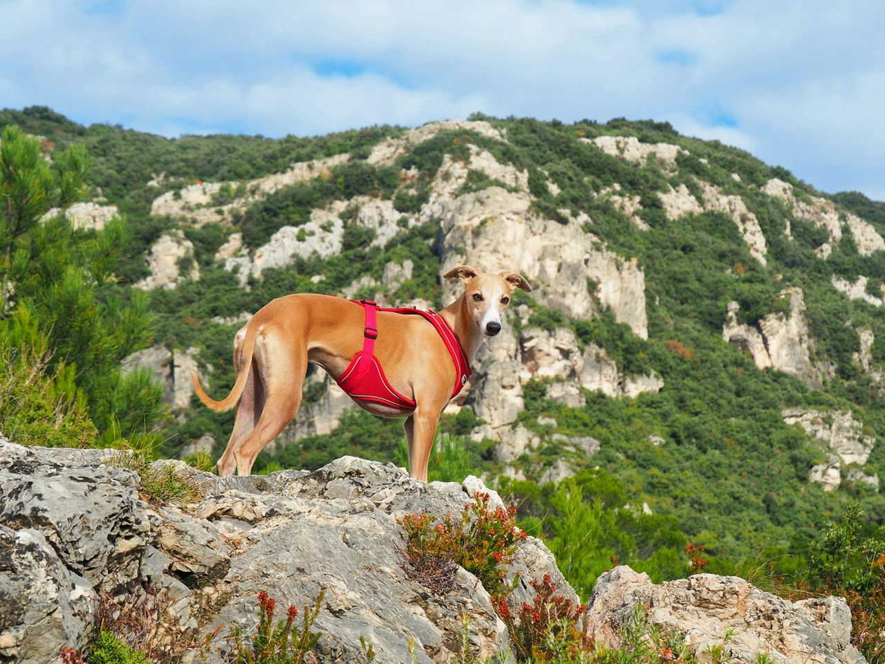 Hund im französischen Mourèze