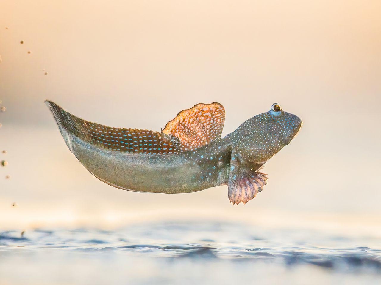 „Mudskipping“ von Georgina Steytler