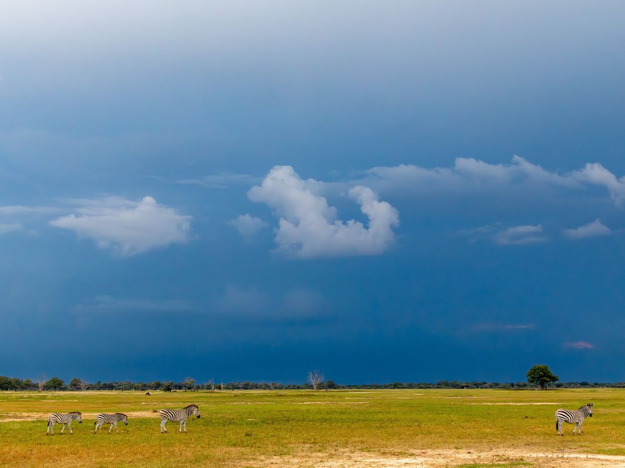 Zebras in der Savanne in Simbabwe