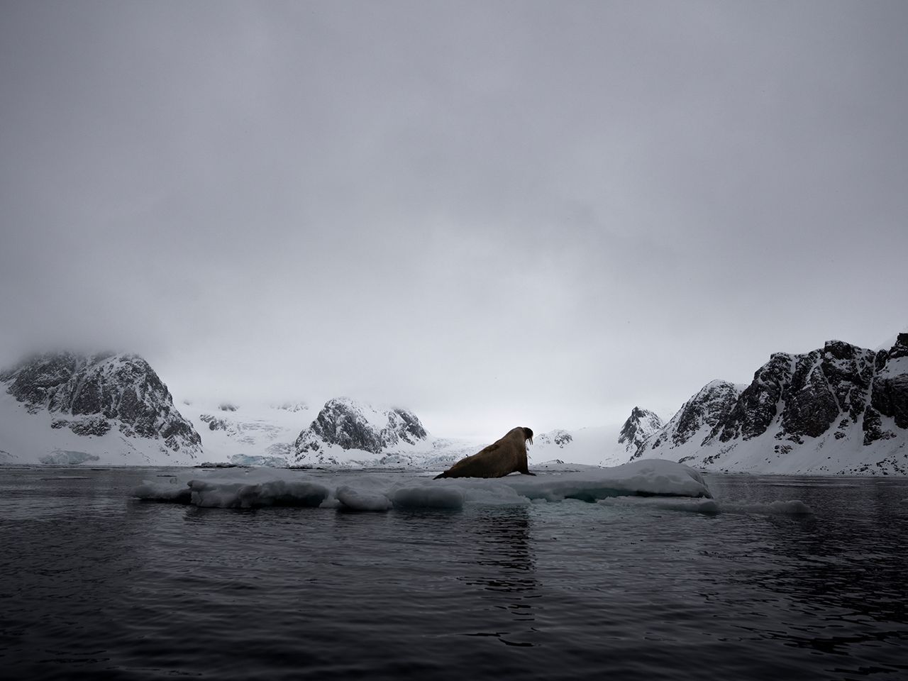 „Svalbard“ von Malini Chandrasekar