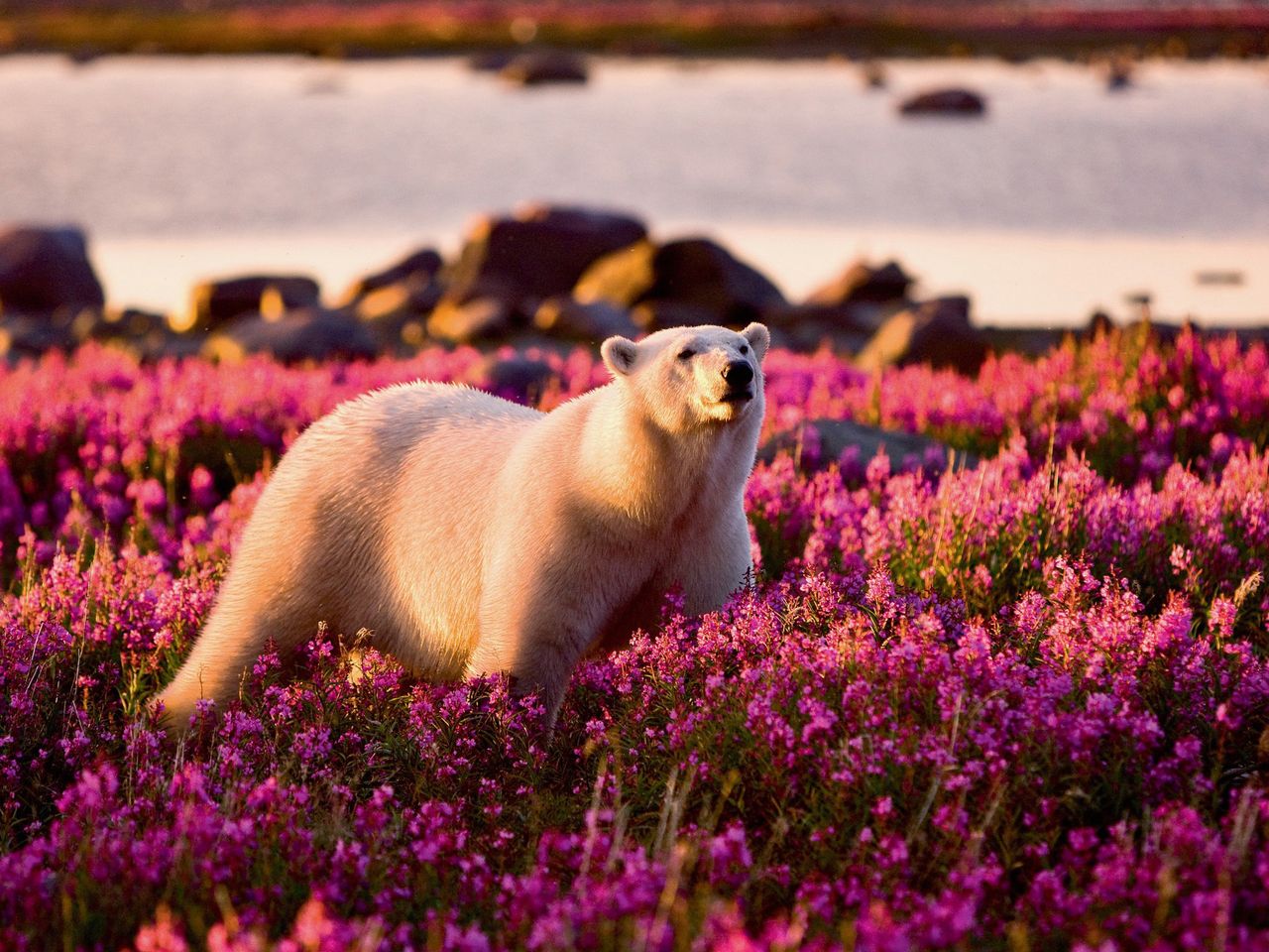 Eisbär in der Hudson Bay