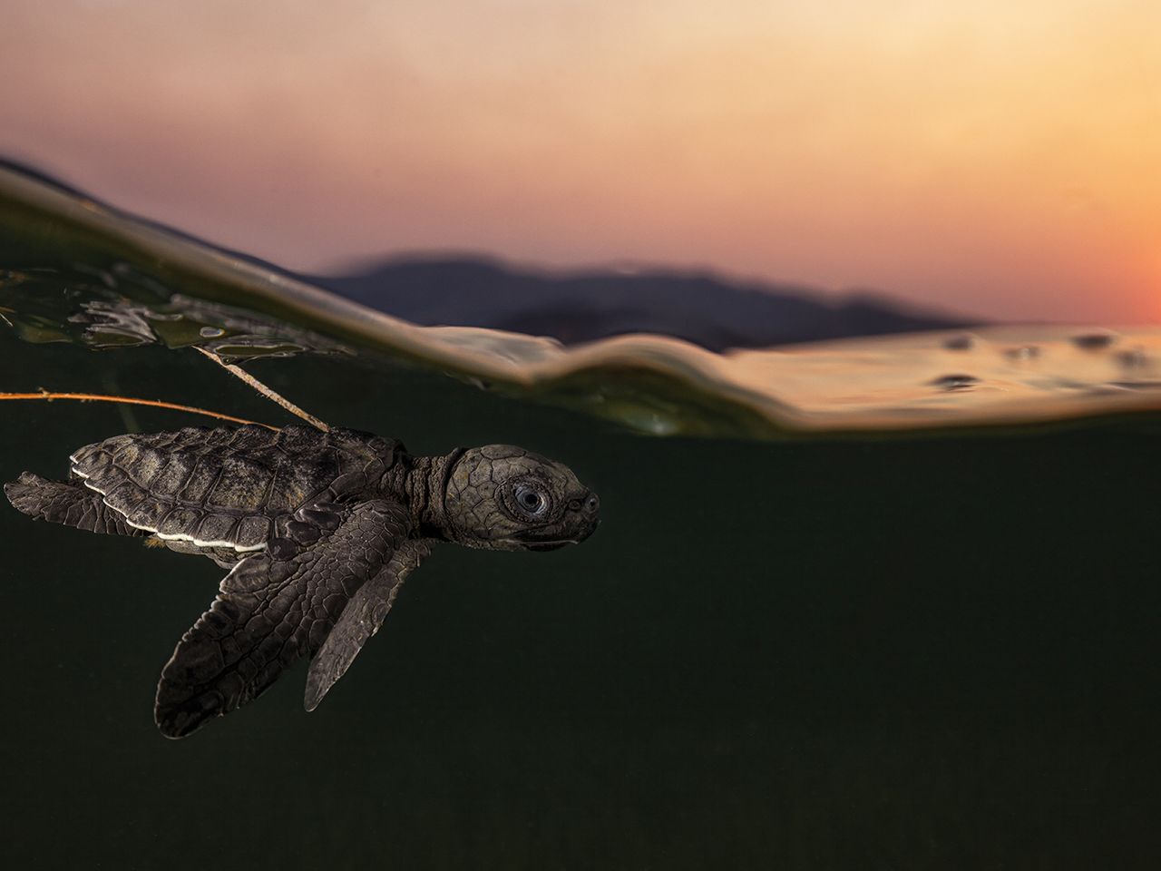 „Lenuk Tasi“ von Daniel Flormann