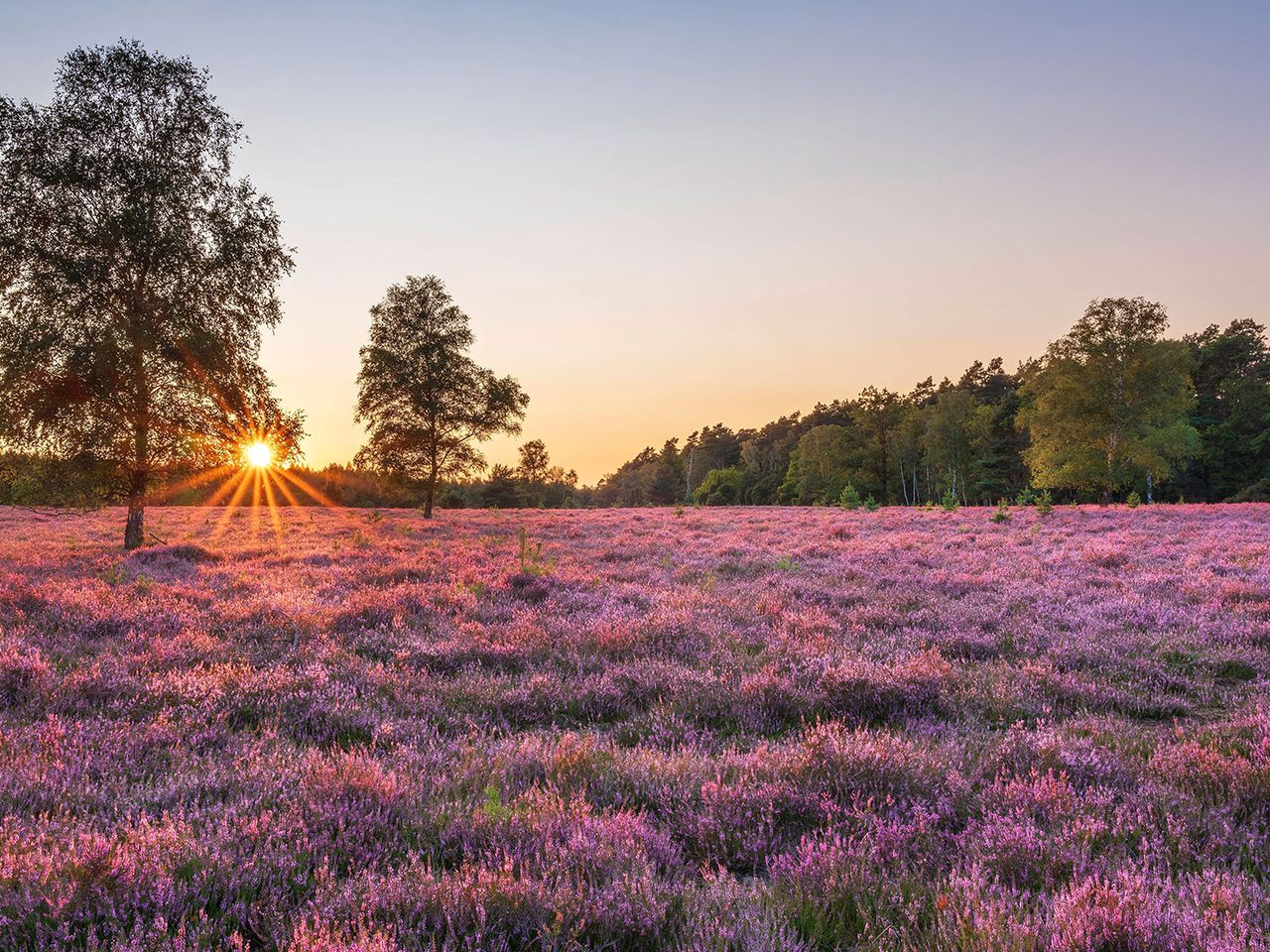 L&uuml;neburger Heide
