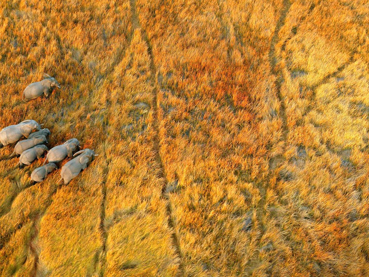 Elefanten im Okawangodelta, Botswana