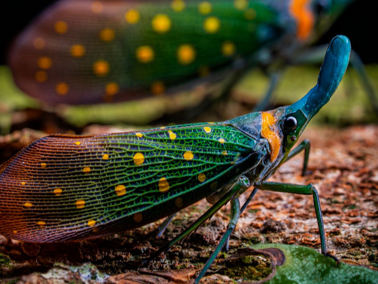 „Enchanted Duo“ von Khaichuin Sim