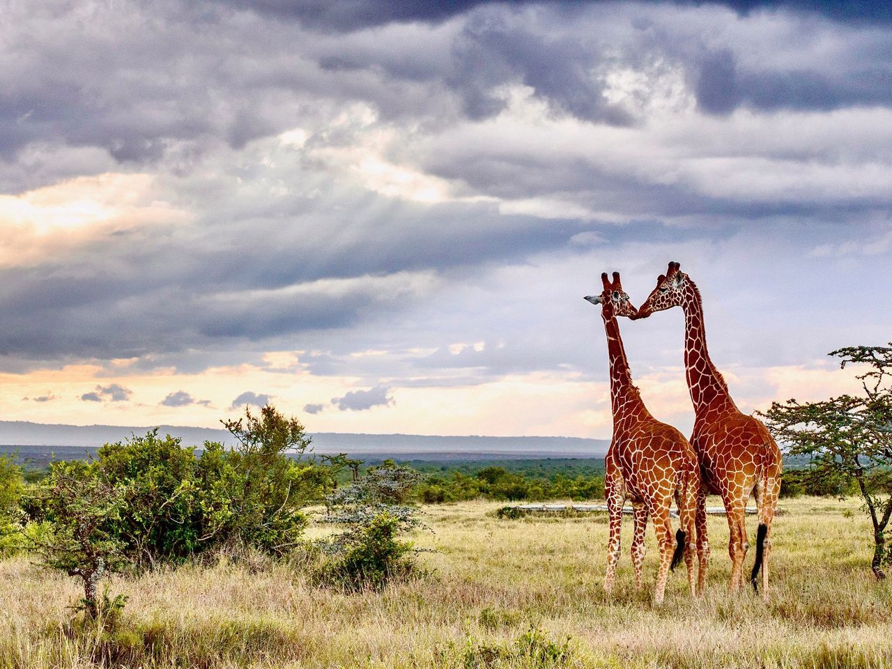 Giraffenpaar in Kenia