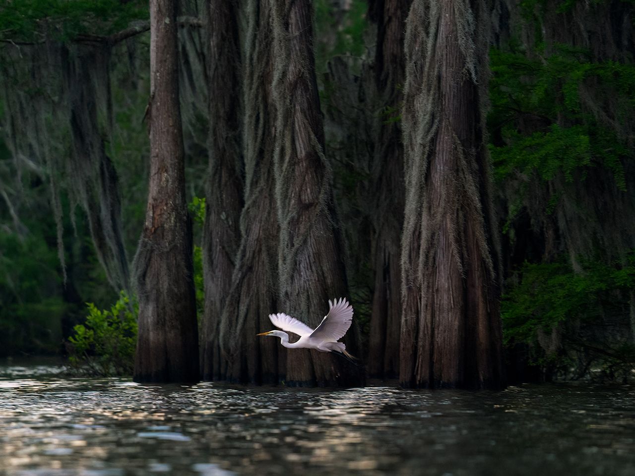 „Atchafalaya dawn“ von Irene Amiet