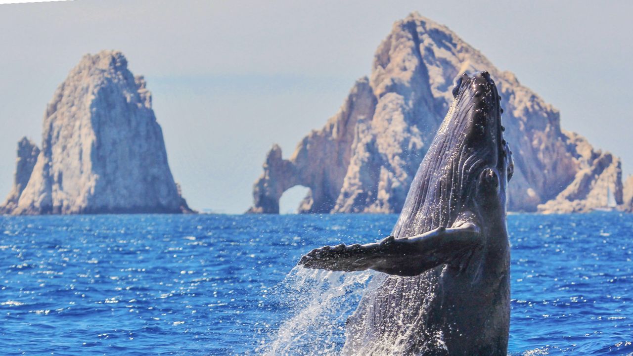 Buckelwale am The Arch, Los Cabos