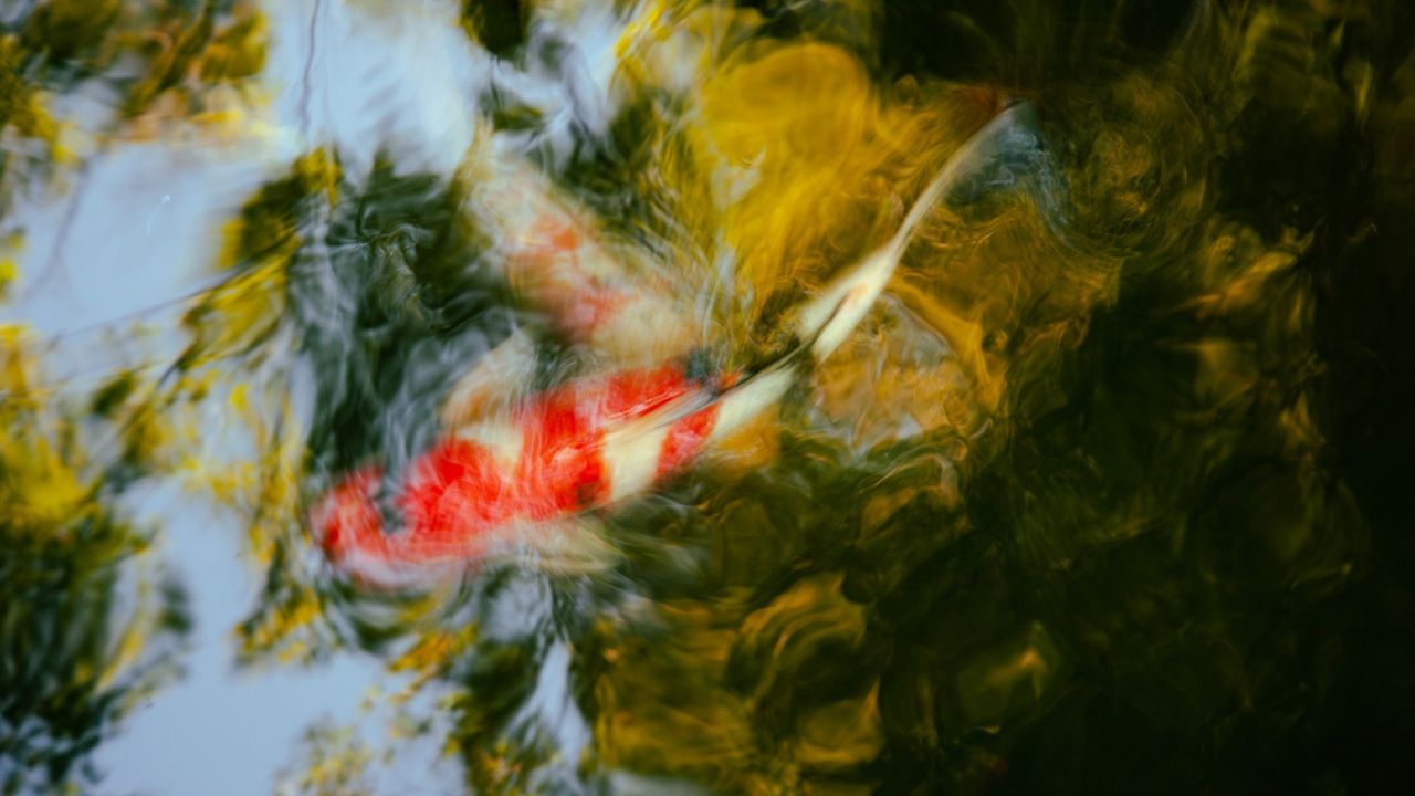 „Water paints the fish, never twice the very same— beauty keeps moving.“ Finn Kuwert: Nishikigoi 錦鯉 Swimming Jewel Finn Kuwert: Nishikigoi Swimming Jewel