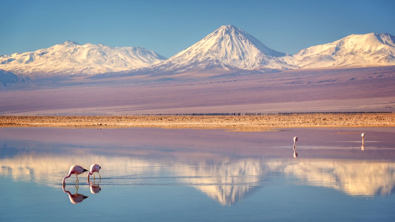Flamingos vor den Lagunen der Atacama-W&uuml;ste, Chile