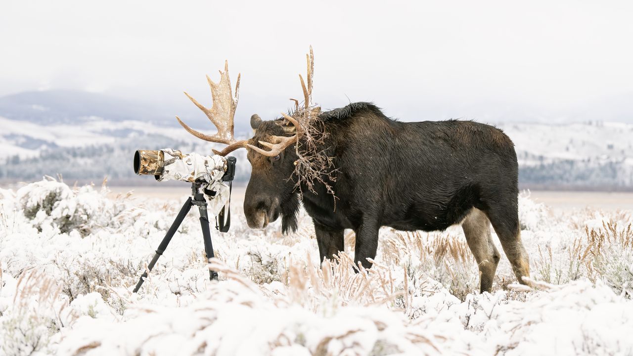 Deena Sveinsson, Wyoming