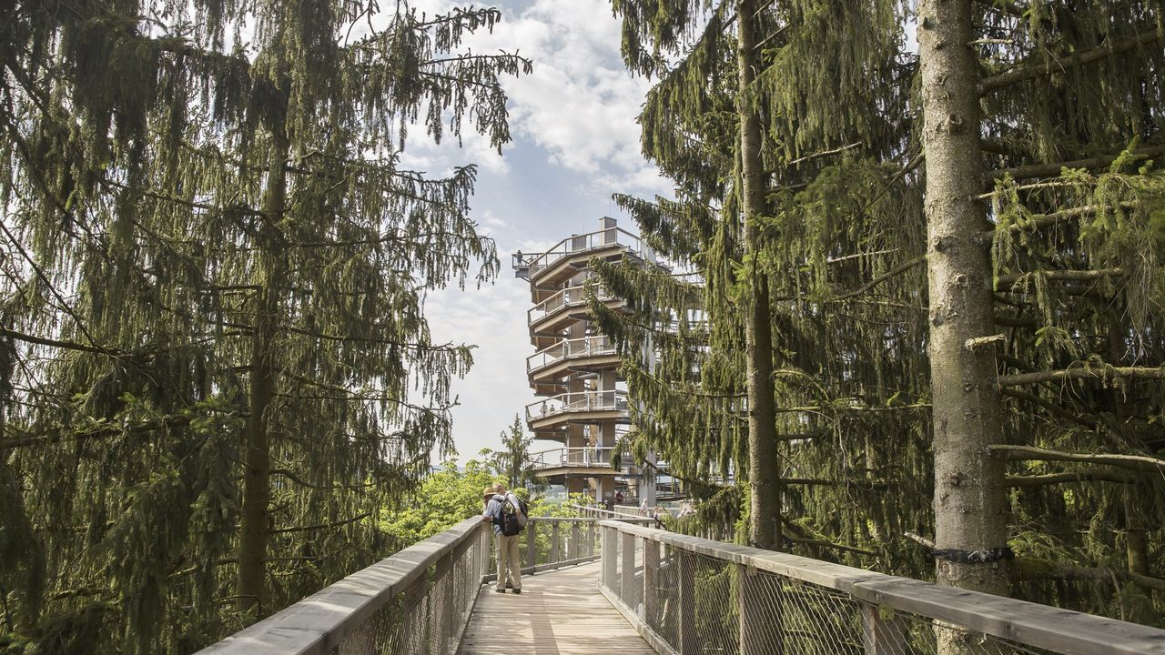 Baumwipfelpfad im Saarland