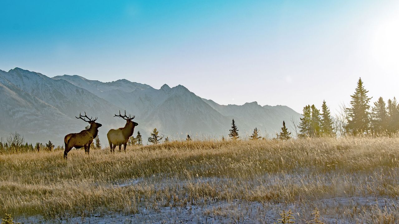 Elche im Banff Nationalpark in Kanada