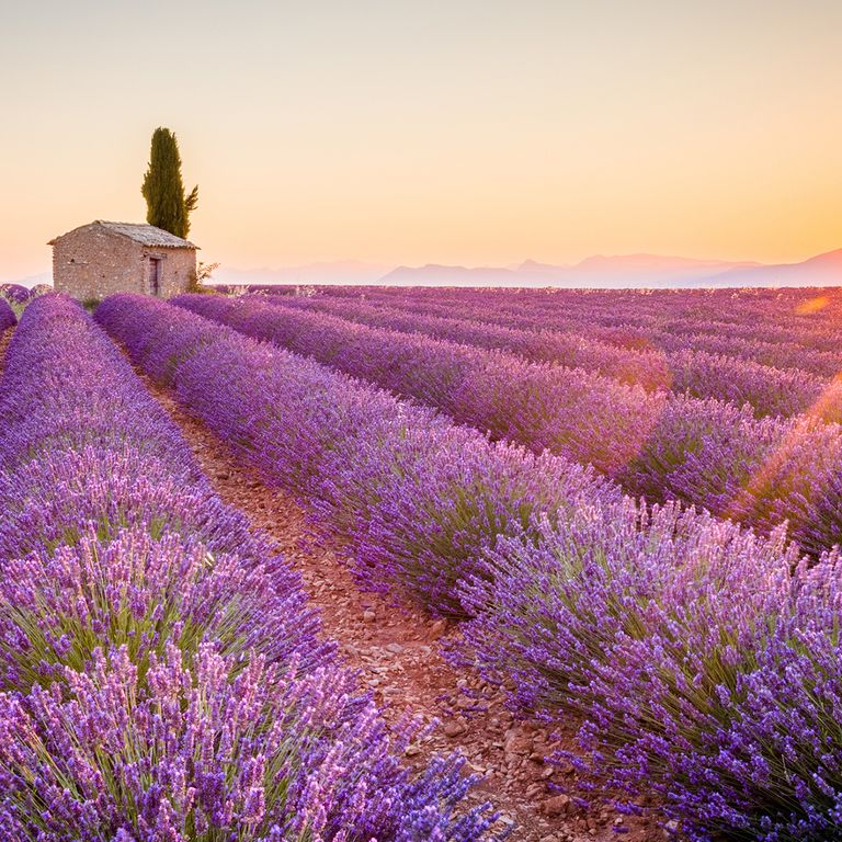 Ein Lavendelfeld bei Valensole, Provence