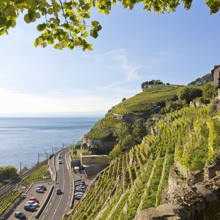 Steilhänge des Weinbaugebiets Lavaux am Genfersee
