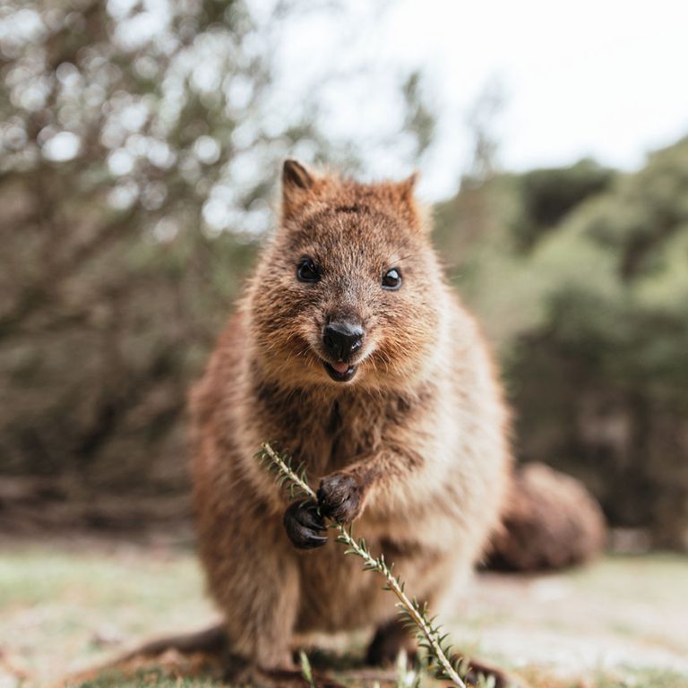 Quokka auf Rottnest Island, Australien