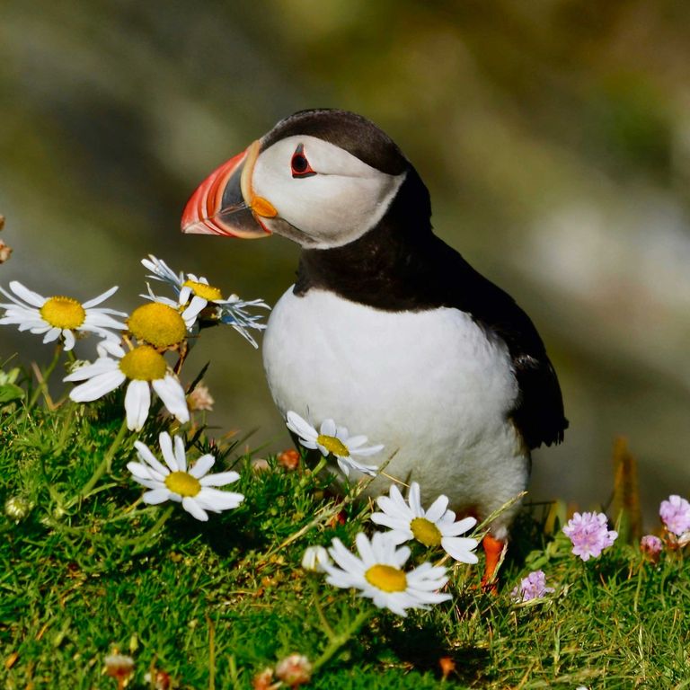 Papageientaucher, Shetlandinseln, Schottland