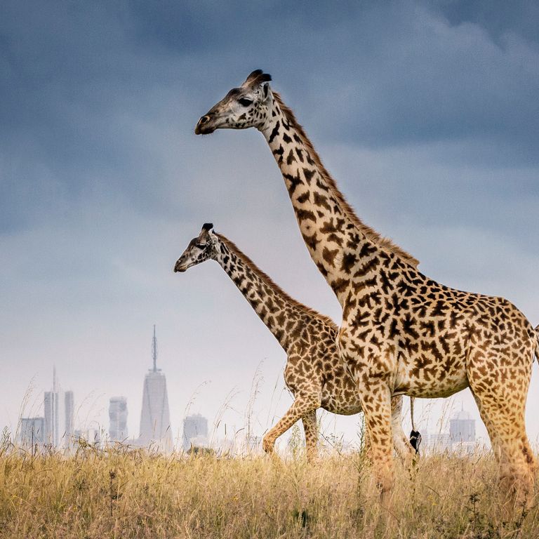 Nairobi Skyline und drei Giraffen